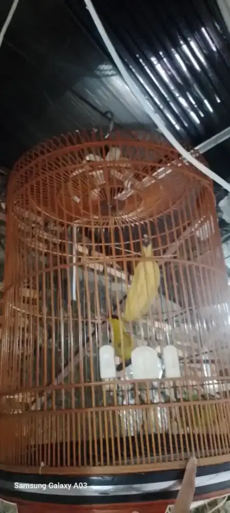 Yo bosku kepodang emas nya ,