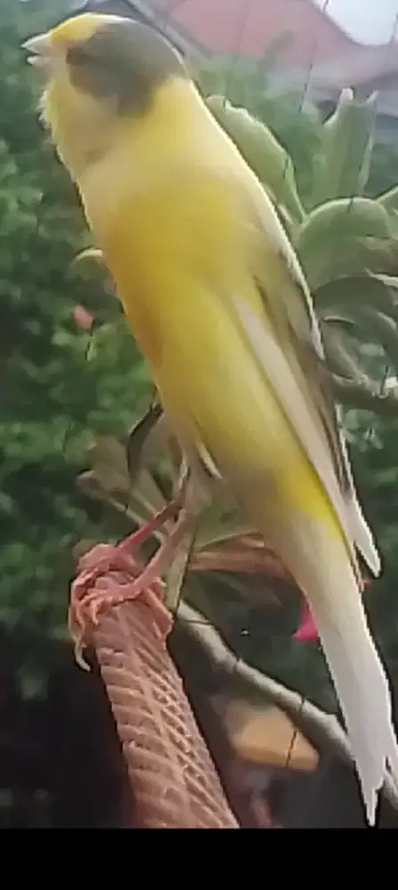 Kenari F1 Rasmi bond prospek