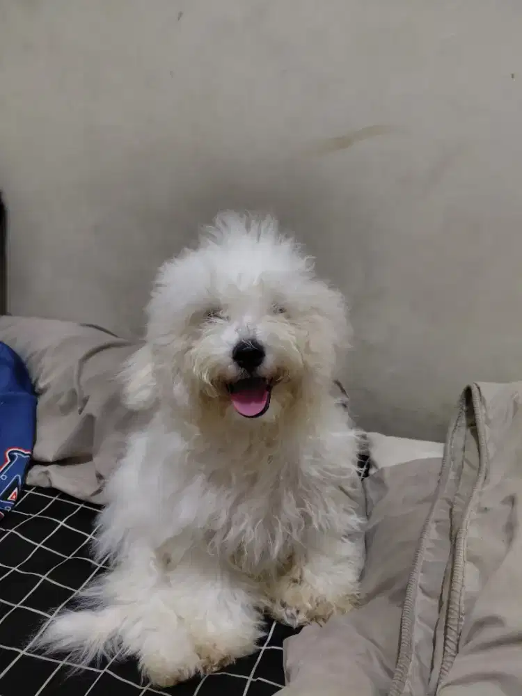 Bichon Firse 5 bulan