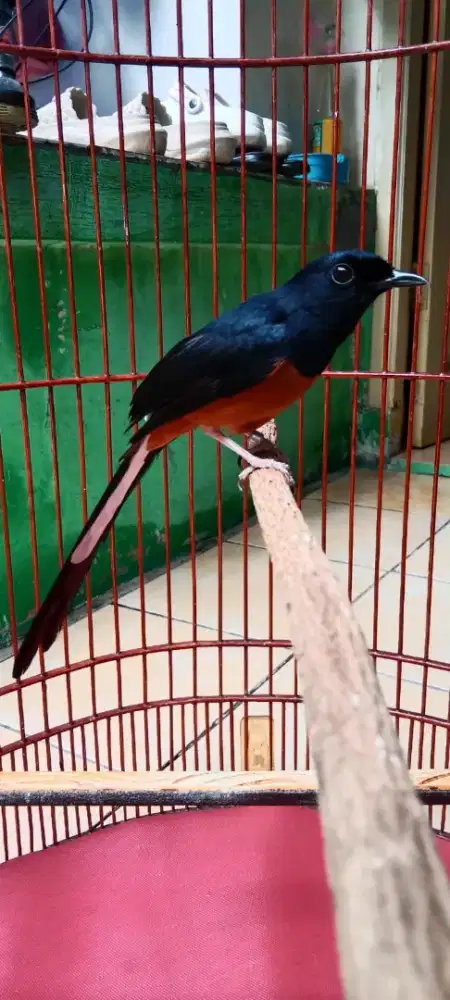 Murai mh ring bulu baru fres gya tarung sujud pukul