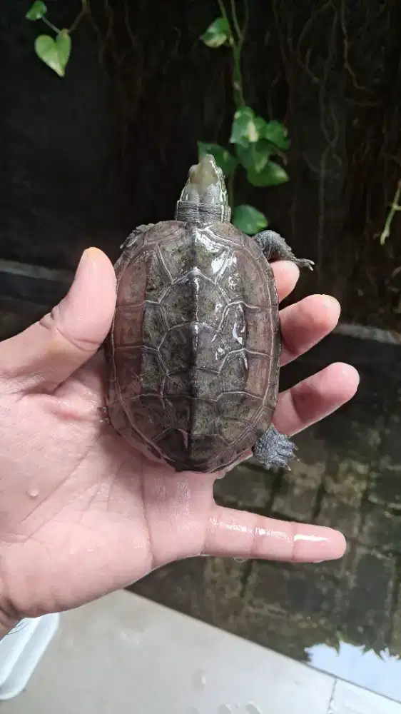 Chinemys bukan brazil atau res