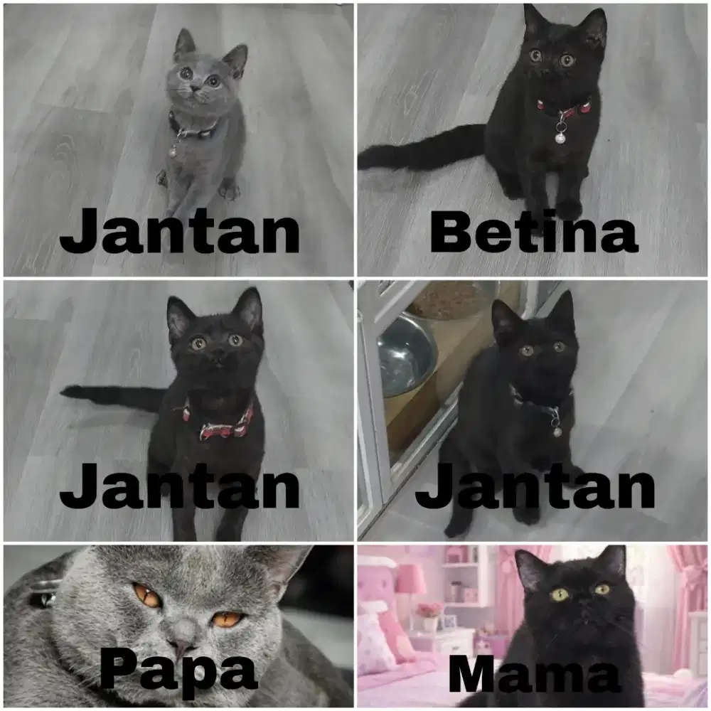 Kitten BSH jantan dan betina