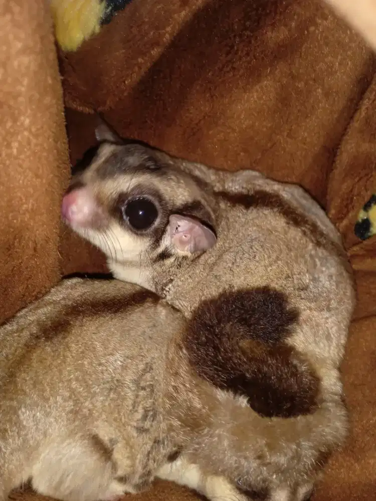 Sugar glider sepasang+ kandang Ama gendongan