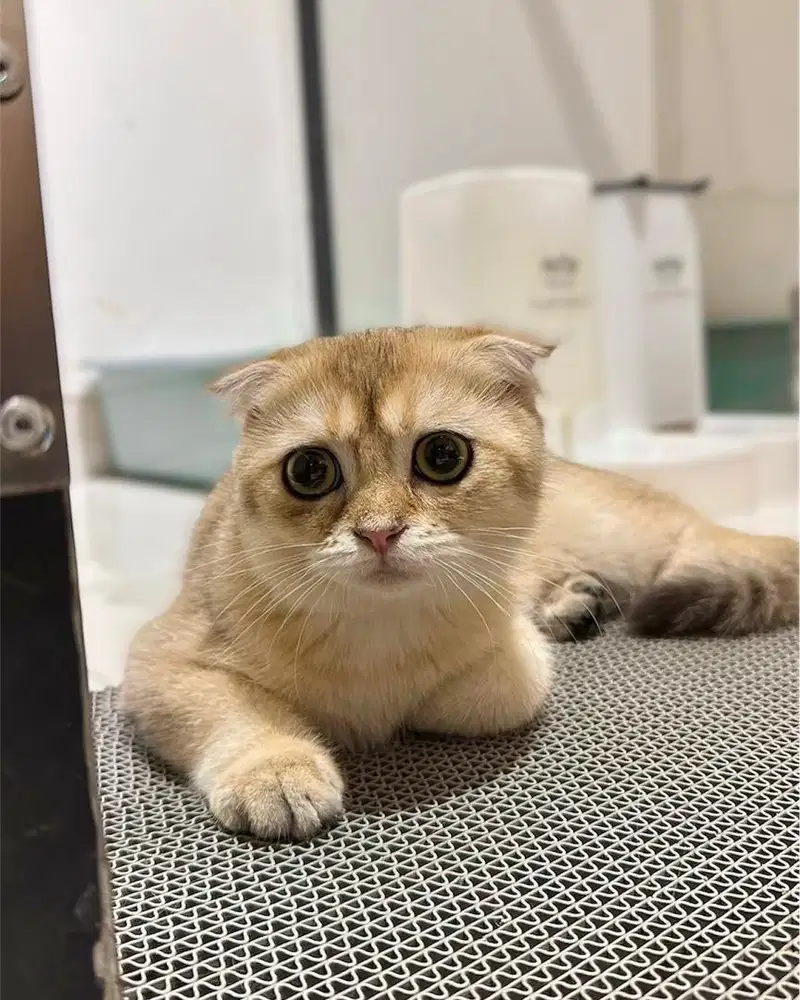 Kucing Scottish fold golden