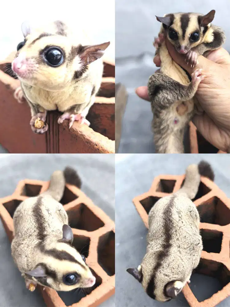 Sugar Glider jantan coklat SG brown