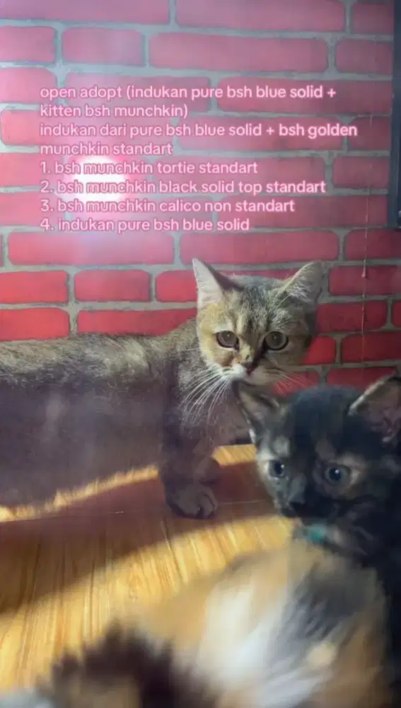 Indukan dan kitten BSH Munchkin