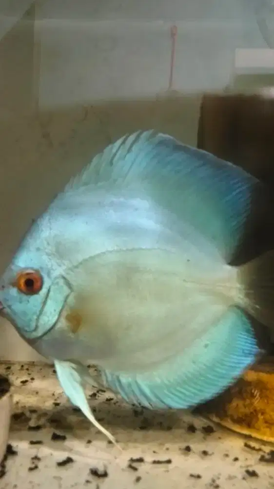 Jual discus hasil produksi sendiri