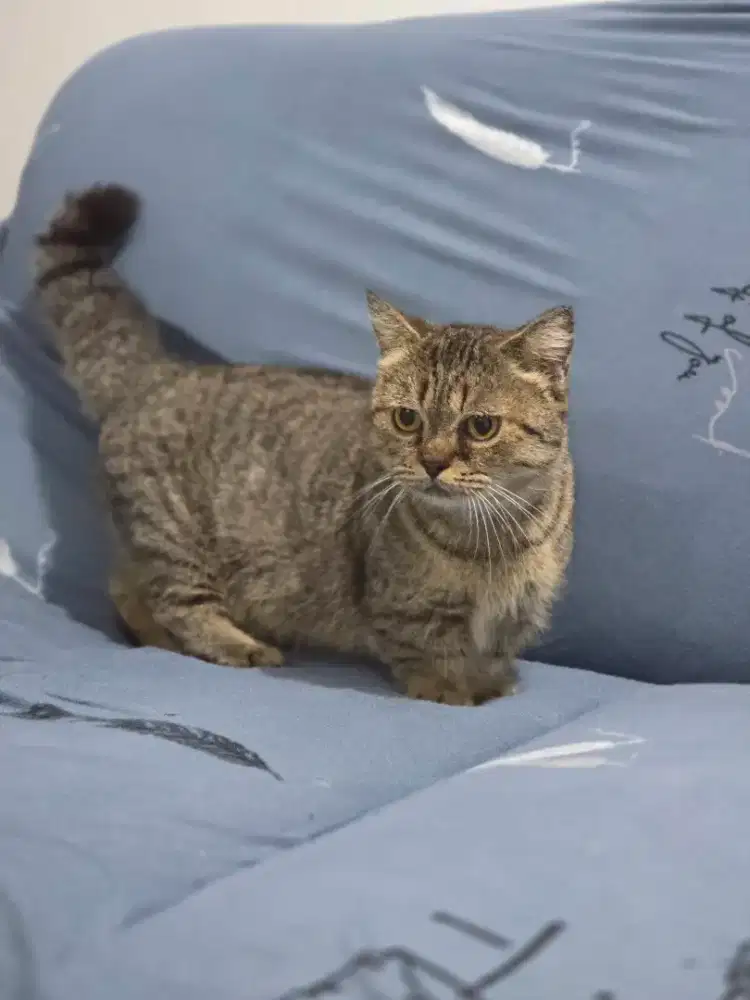 Munchkin betina bsh cebol bonus kandang besar