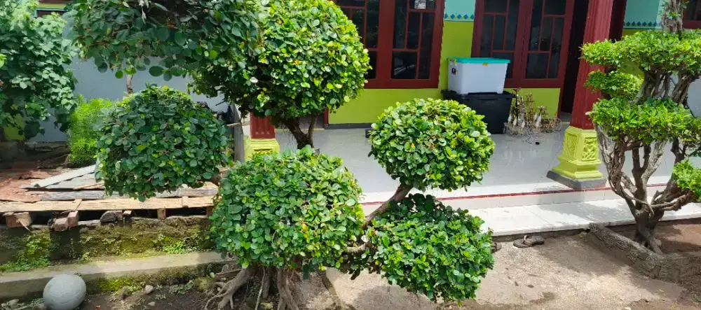 Tanaman bonsai dollar