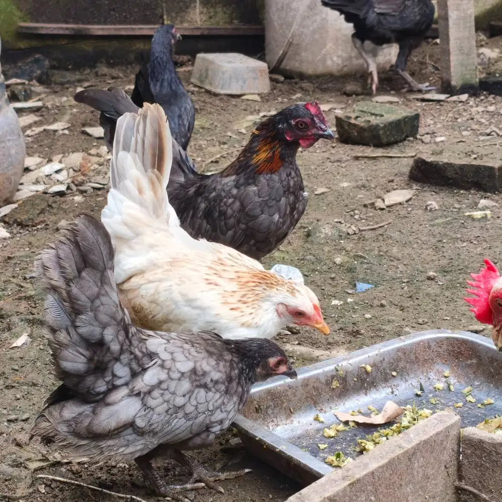 Ayam kate serama / TEMA