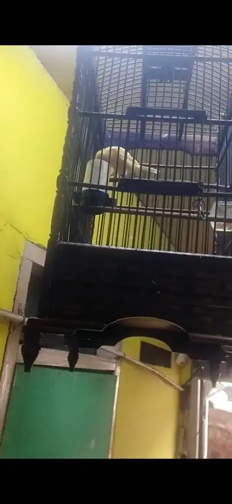 Kenari afs siap di barter aja