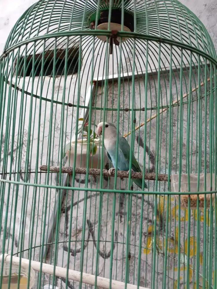 Saya mau jual burung lovebird