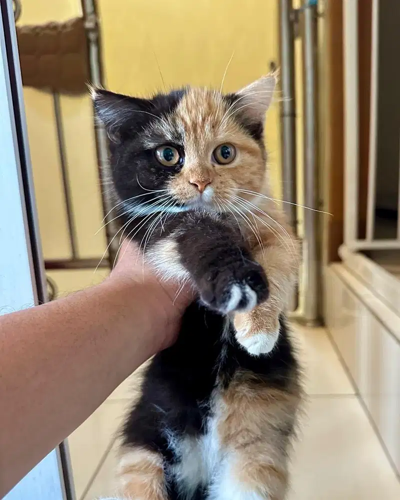 Kucing British Shorthair Calico