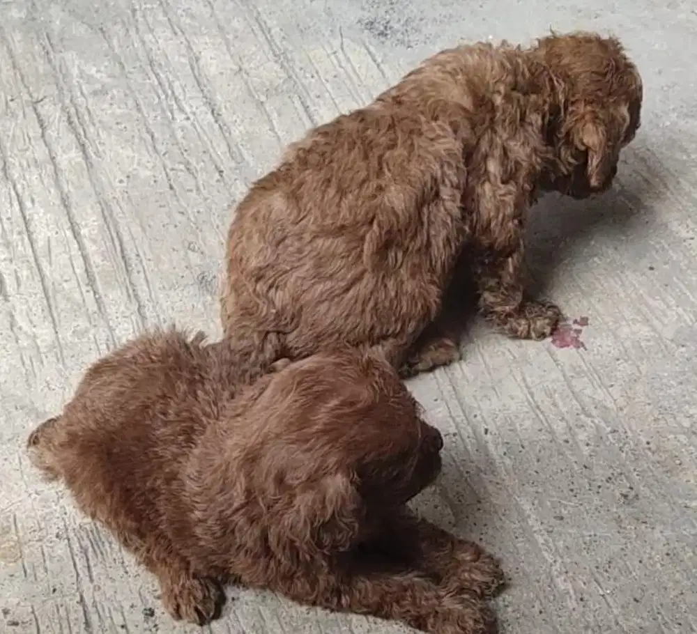 POODLE RED Betina dan Jantan