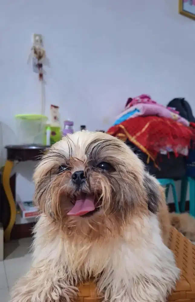 Shihtzu Jantan Remaja