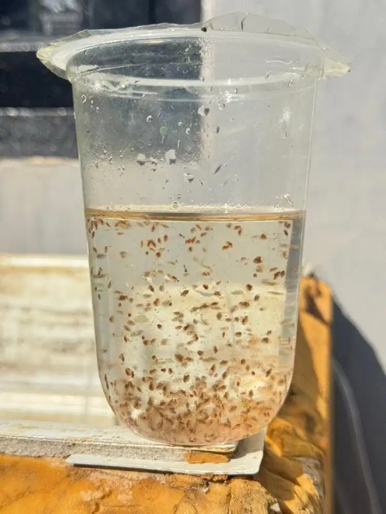 Dapnia makna starter pakan ikan hidup