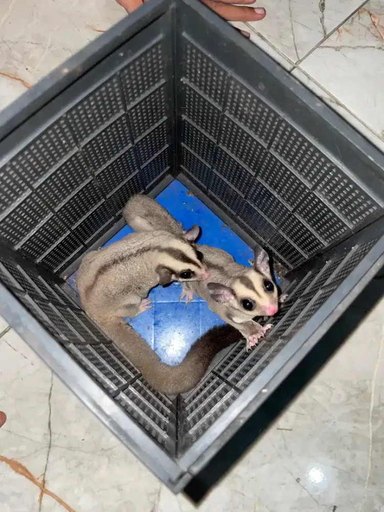 Borongan atau satuan Cg het leu jantan dan betina, leu betina