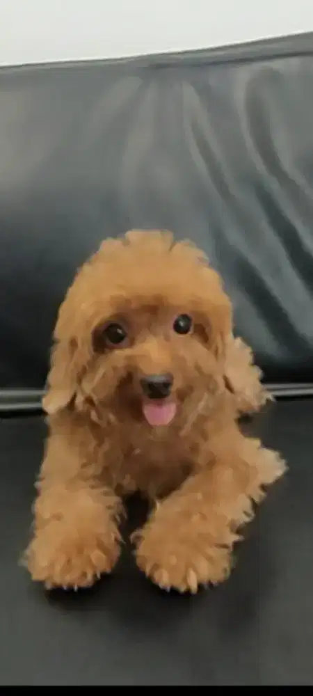 Red toy poodle betina