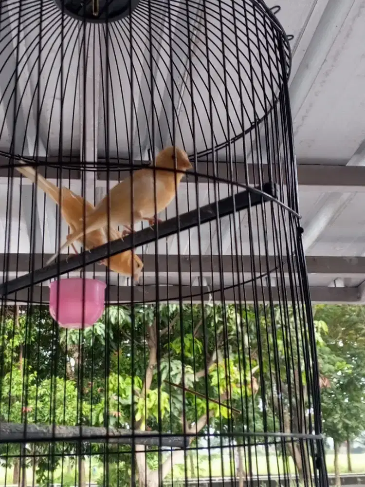 Kenari paud 3ekor dan 1 betina dara