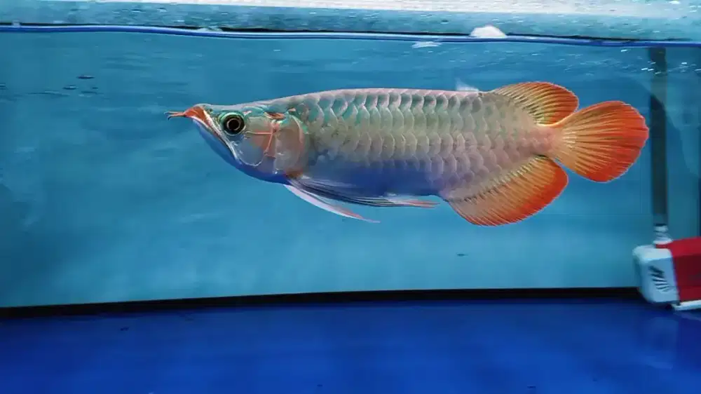 Super Red Semi Short Kepala Sendok Alami 30-32cm