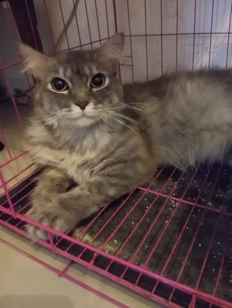 Kucing mainecoon mix jantan