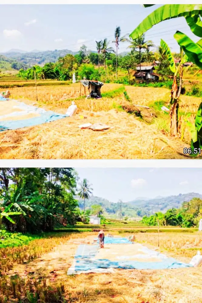Dijual segera, tanah sawah luas150 bata, Panen 1 thn 3x, SHM