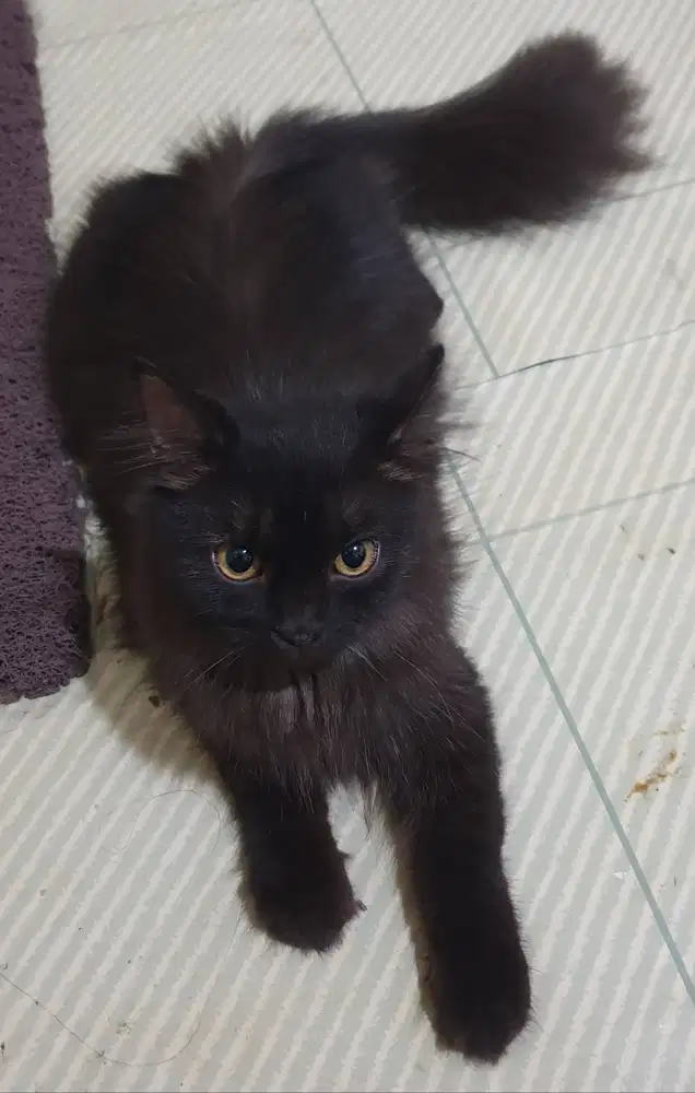 Kucing Kitten betina hitam 7 bulan