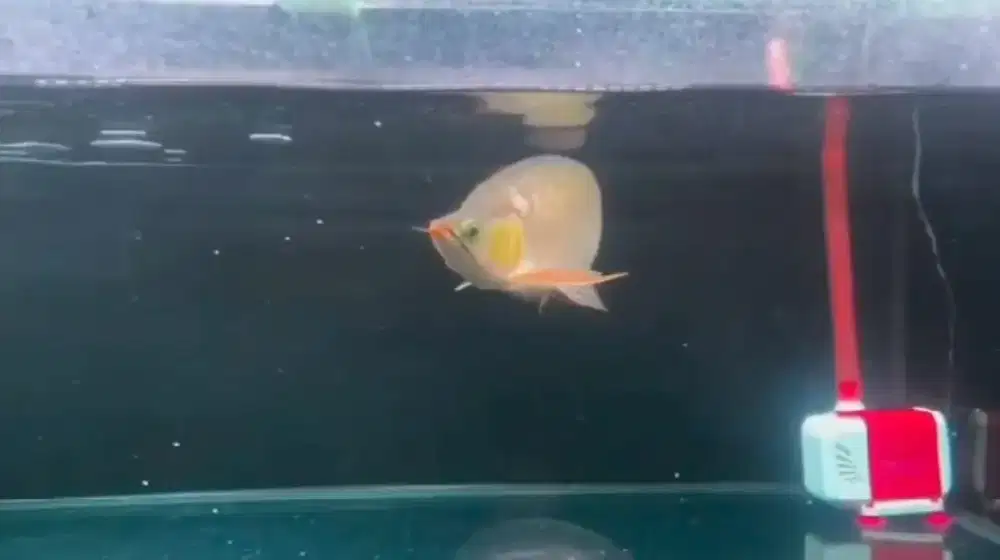 Super Red Sumo Kepala Tikus 38-40cm