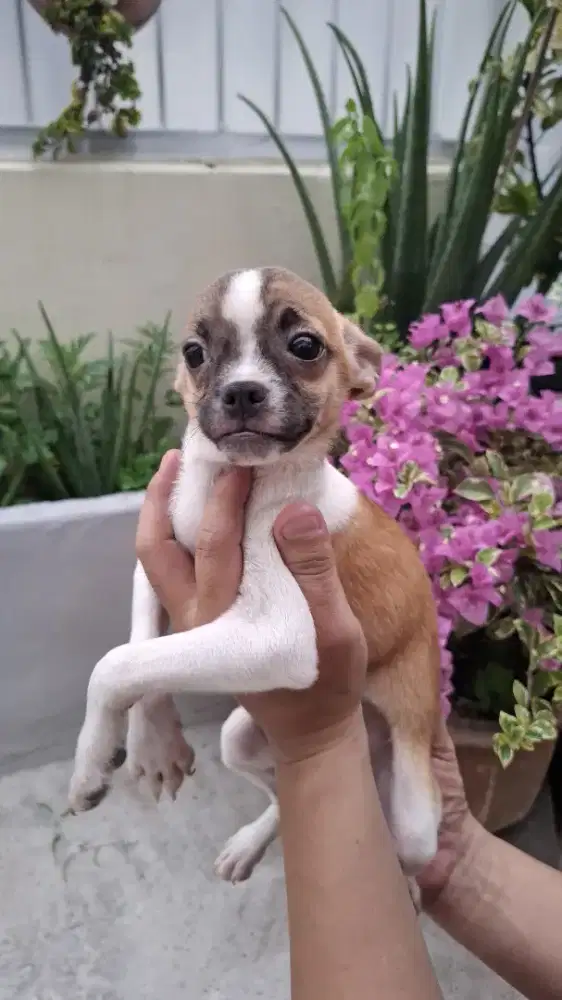 Jual Chihuahua jantan