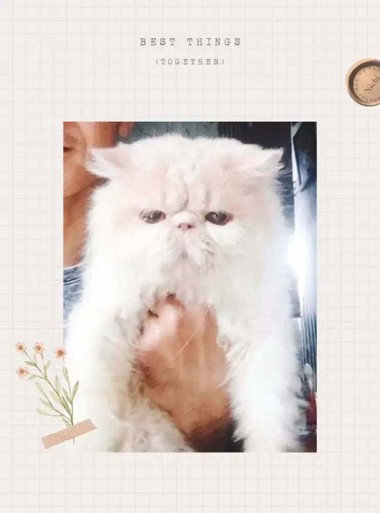 Pacak kucing Persia Peaknose
