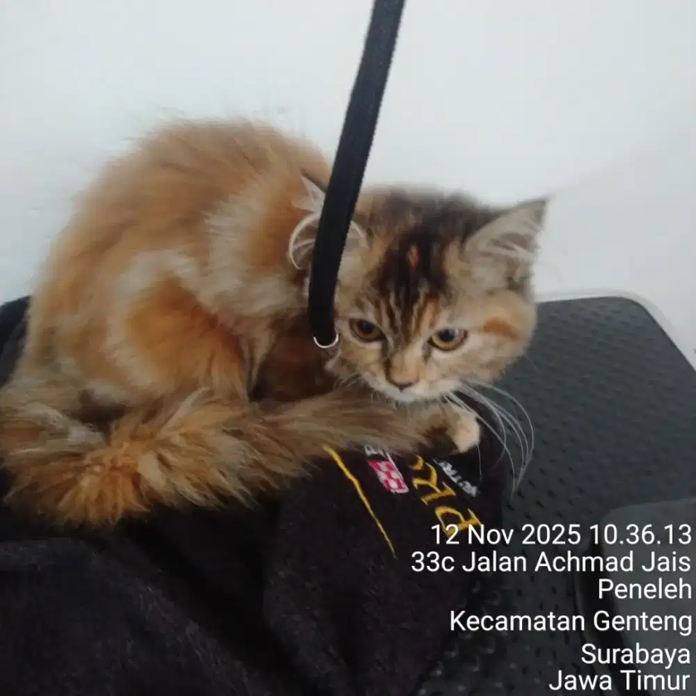 Jual Kucing Persia