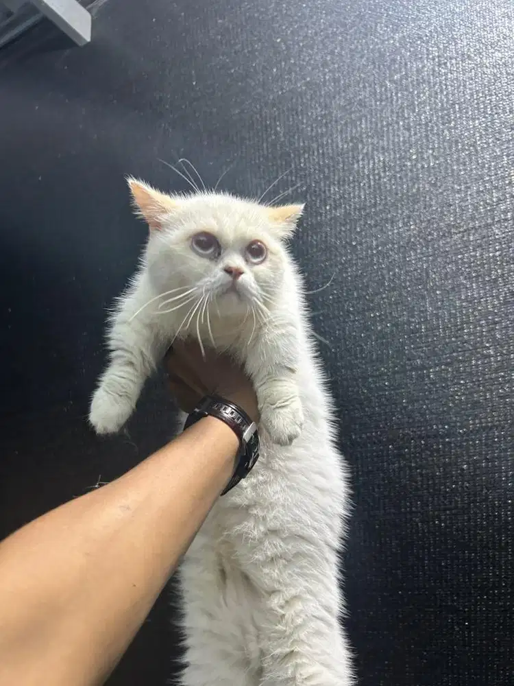 Kucing Munchkin Umur 10 bulan