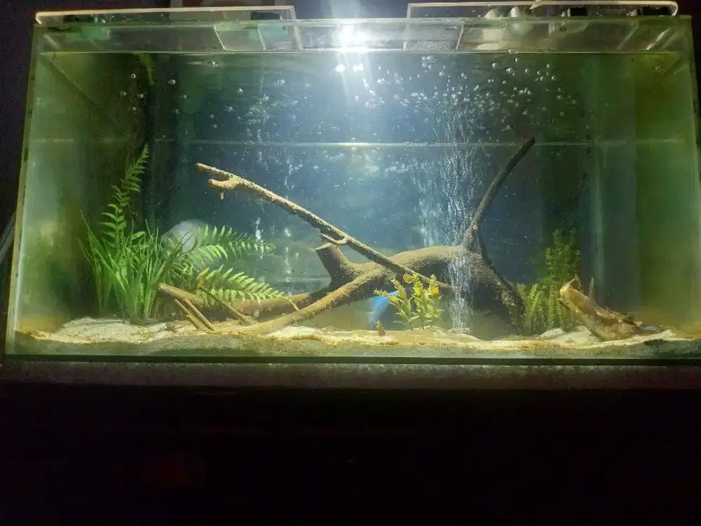 Ikan Discus + Aquarium