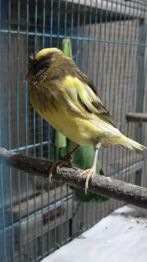 Burung kenari AF paud/anak