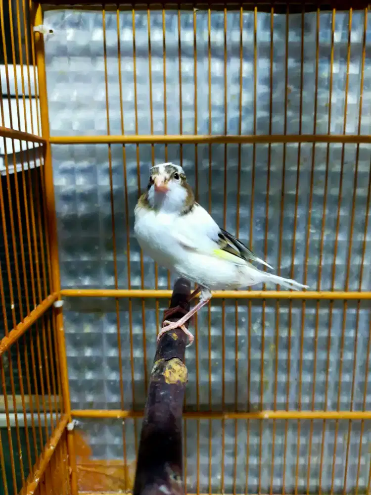 Burung kenari AF paud/anak