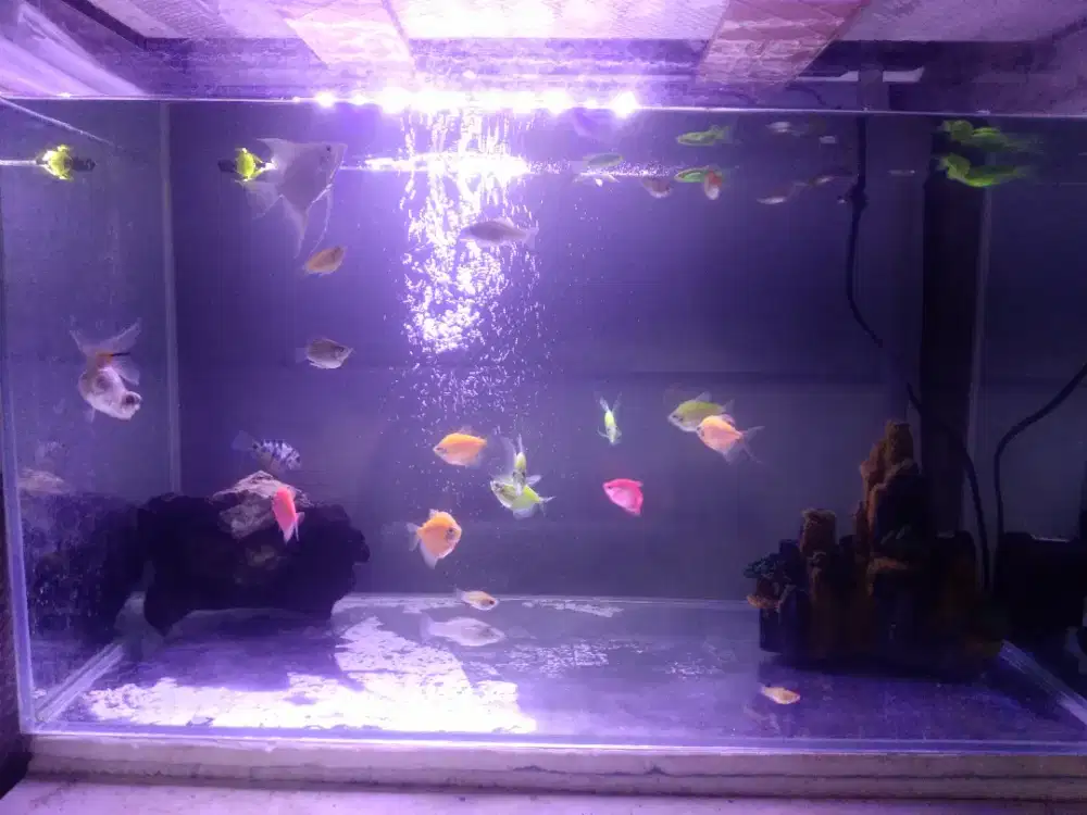 Jual akuarium fullset