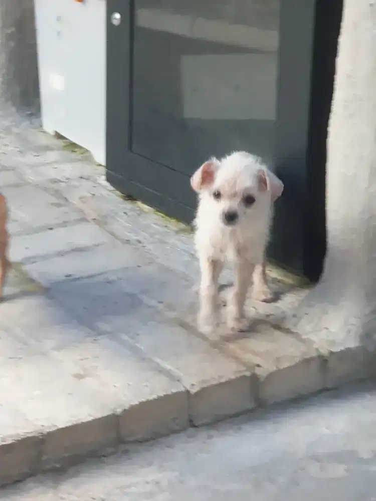 Anjing Chihuahua mix poodle