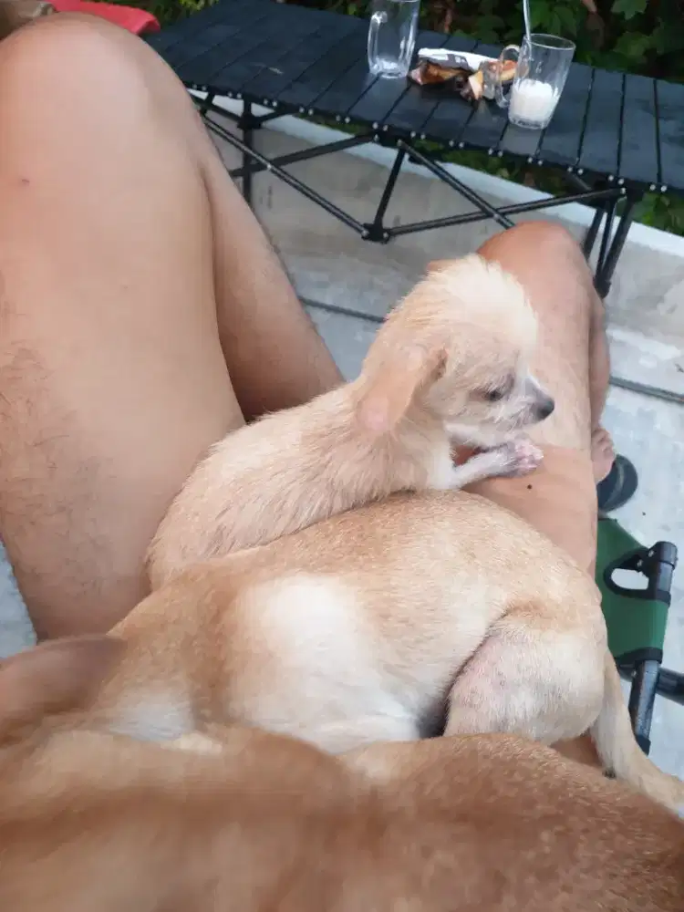 Anjing Chihuahua mix poodle