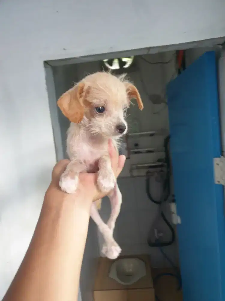 Anjing Chihuahua mix poodle