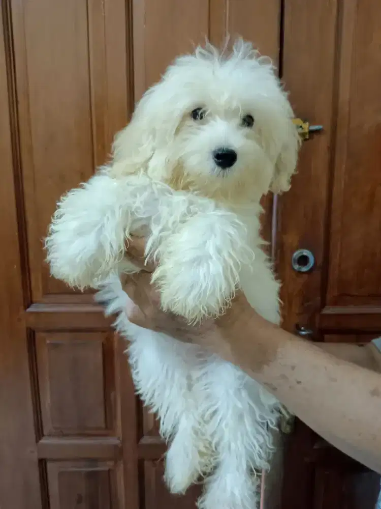 Maltipoo puppy betina