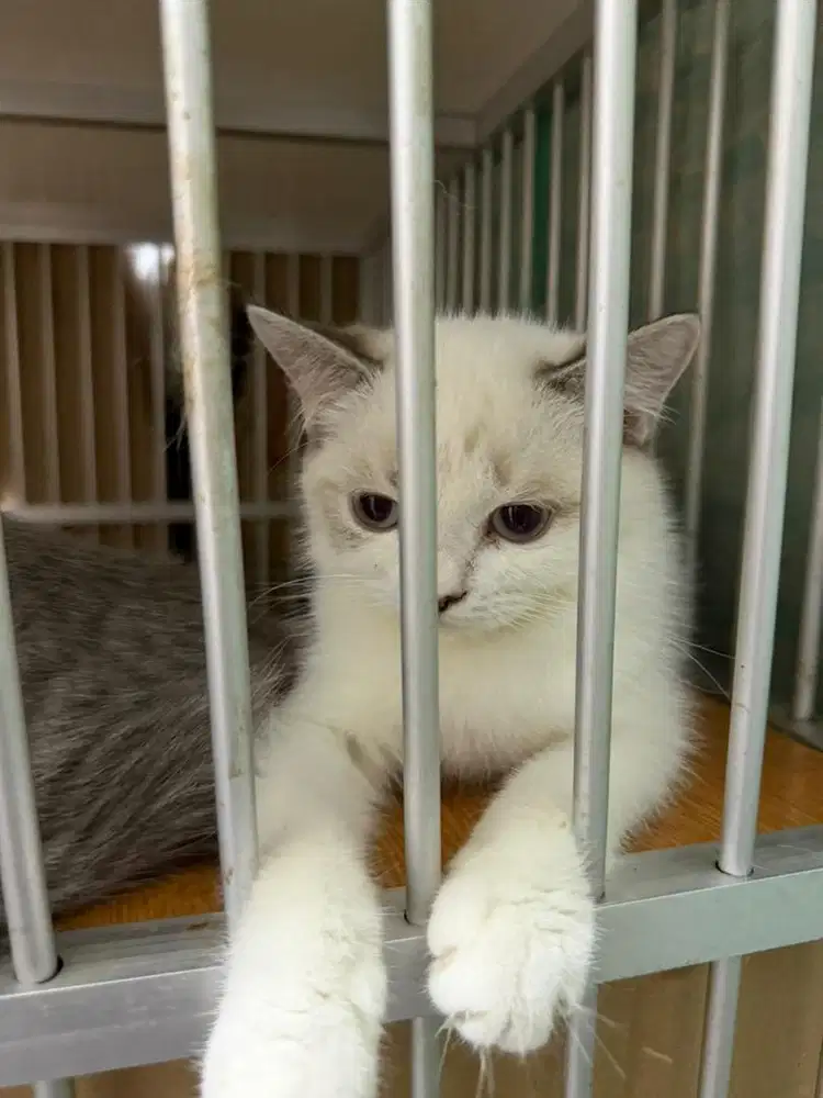 Kucing Bsh ada beberapa motif