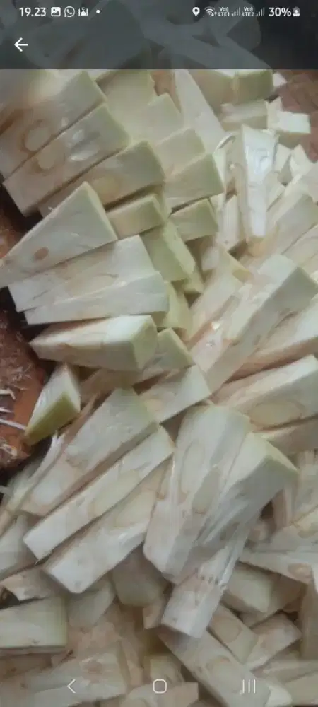 Jual nangk muda / gori