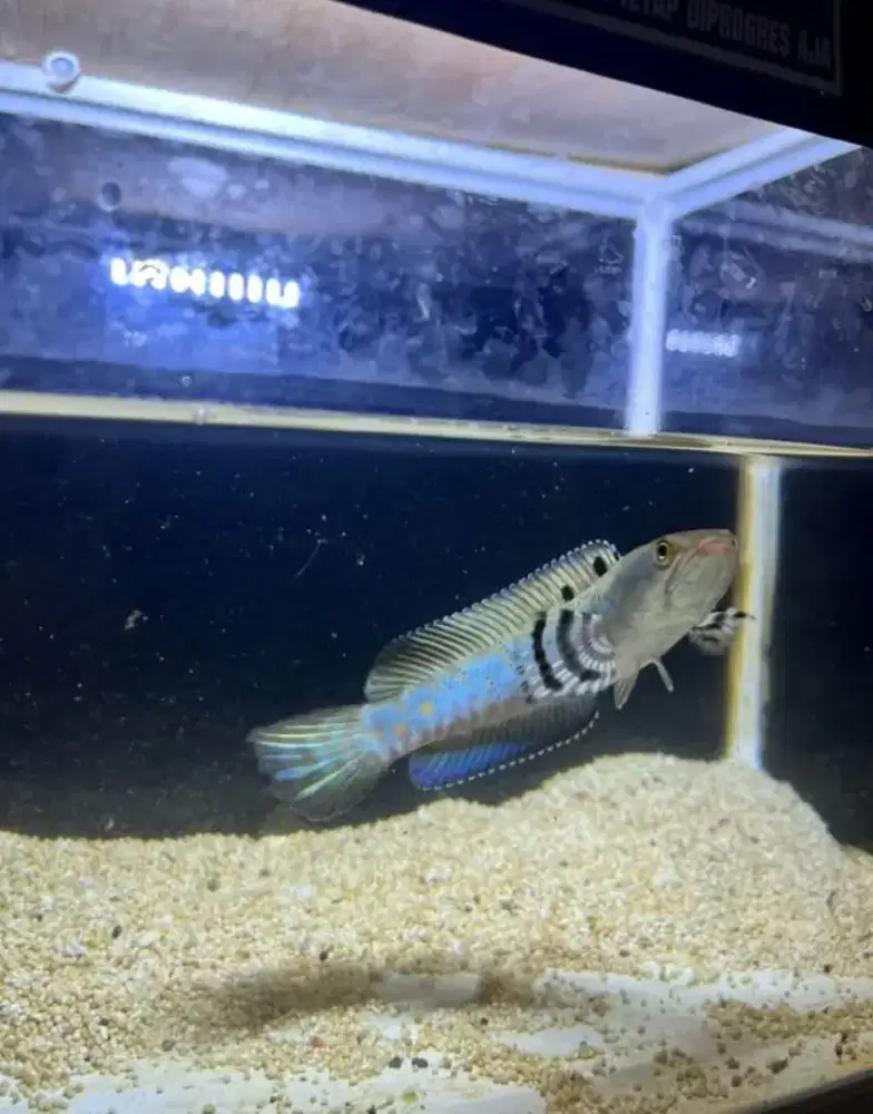 Channa Blue Pulchra | Size 16-17 Cm | Sudah Full Pelet