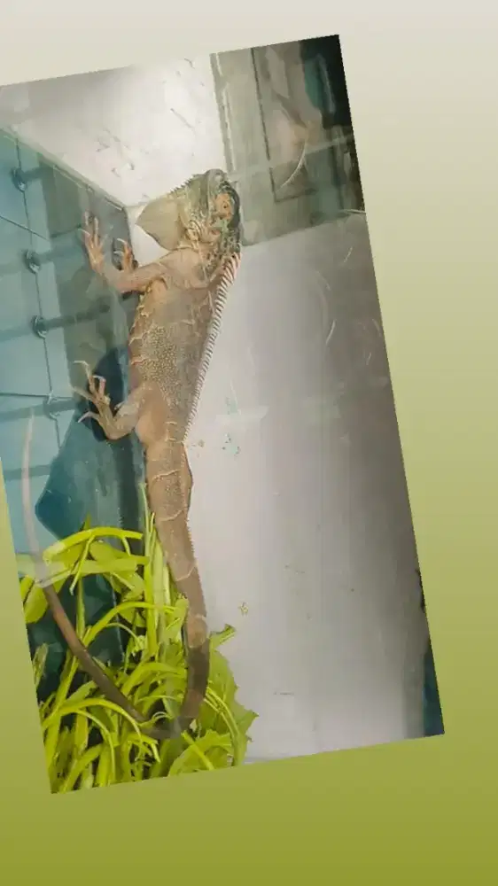 Iguana betina, harga nett