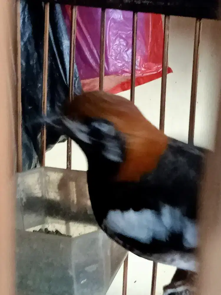 jenis Anis kembang ring kanan