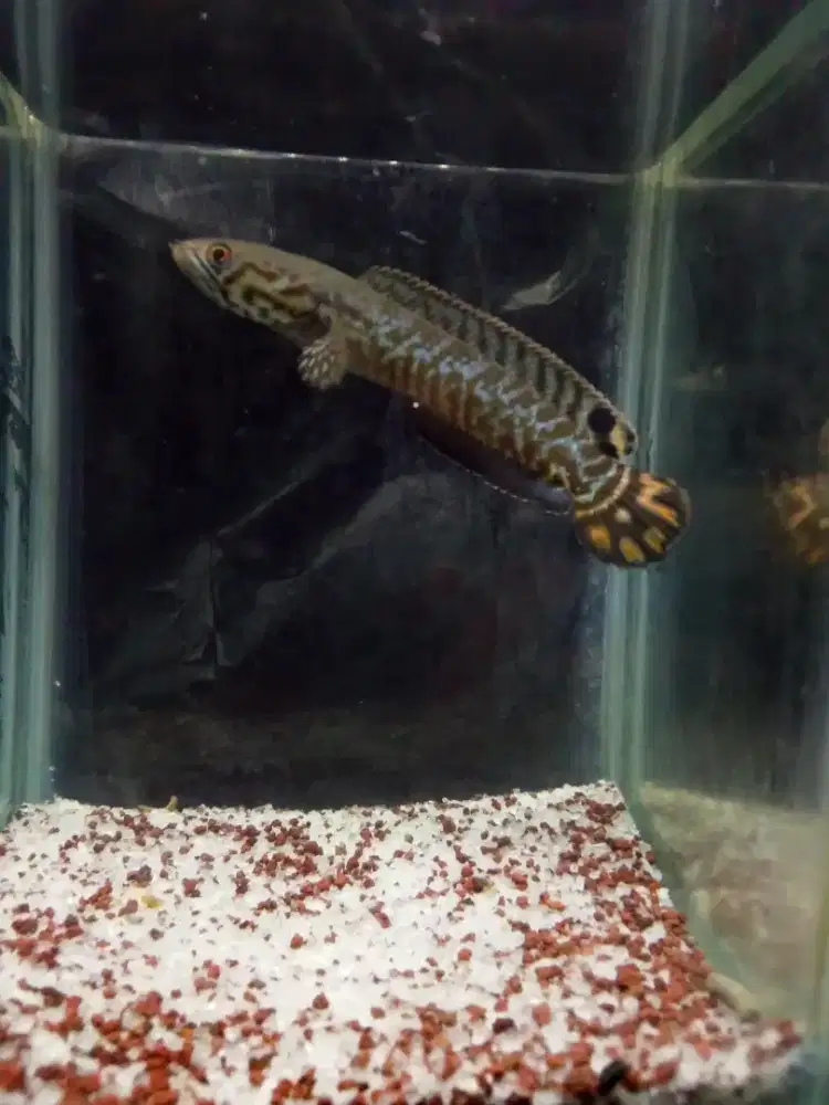 Channa Bleheri | Size 8-9 Cm