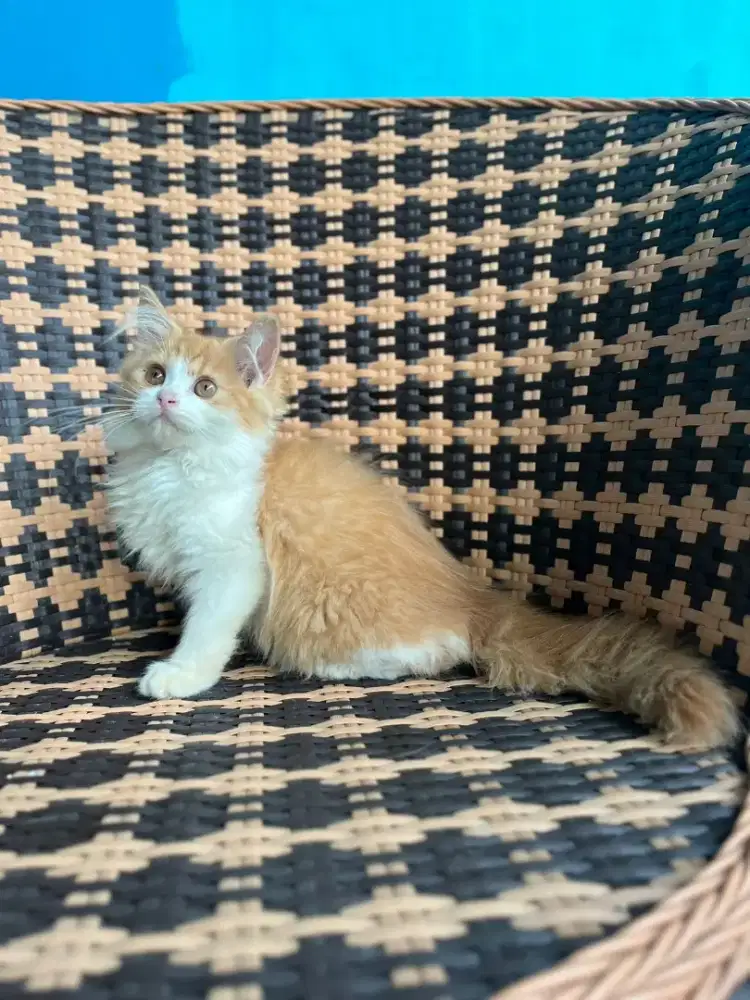 Kucing kitten persia