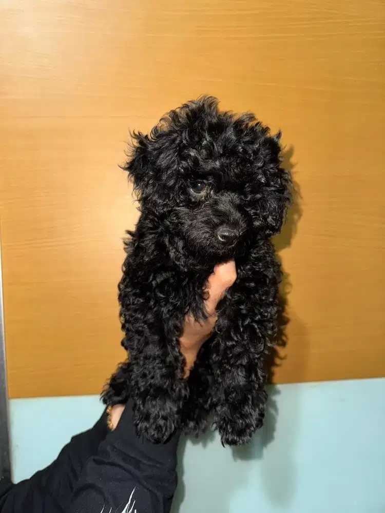 Poodle puppy betina