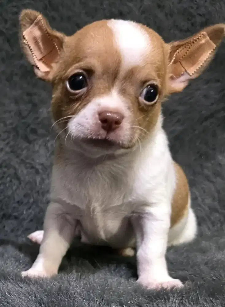 Jual anjing chihuahua