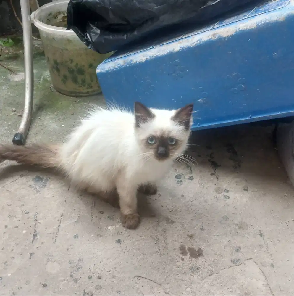 Adopsi Kucing Himalaya